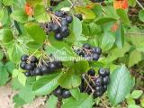 Aronia 