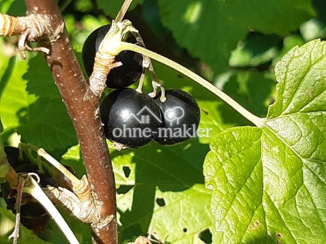 schwarze Johannisbeere