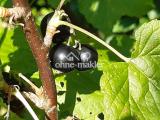 schwarze Johannisbeere