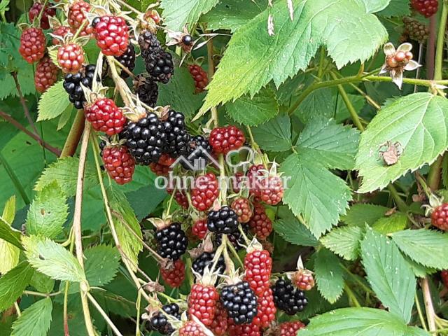 Brombeeren