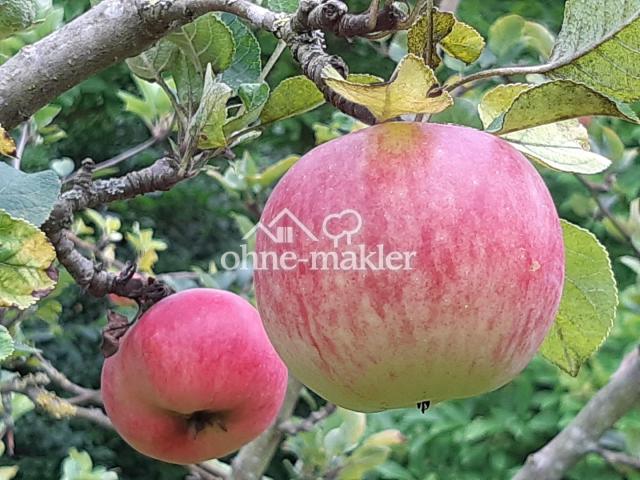 Sommerapfel