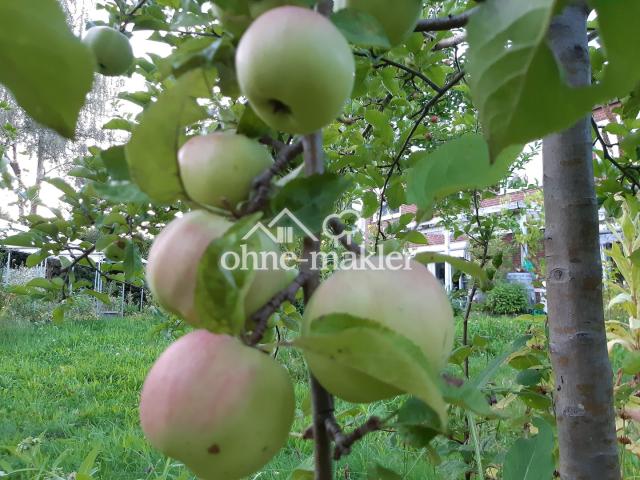 heranreifender Winterapfel