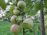 heranreifender Winterapfel