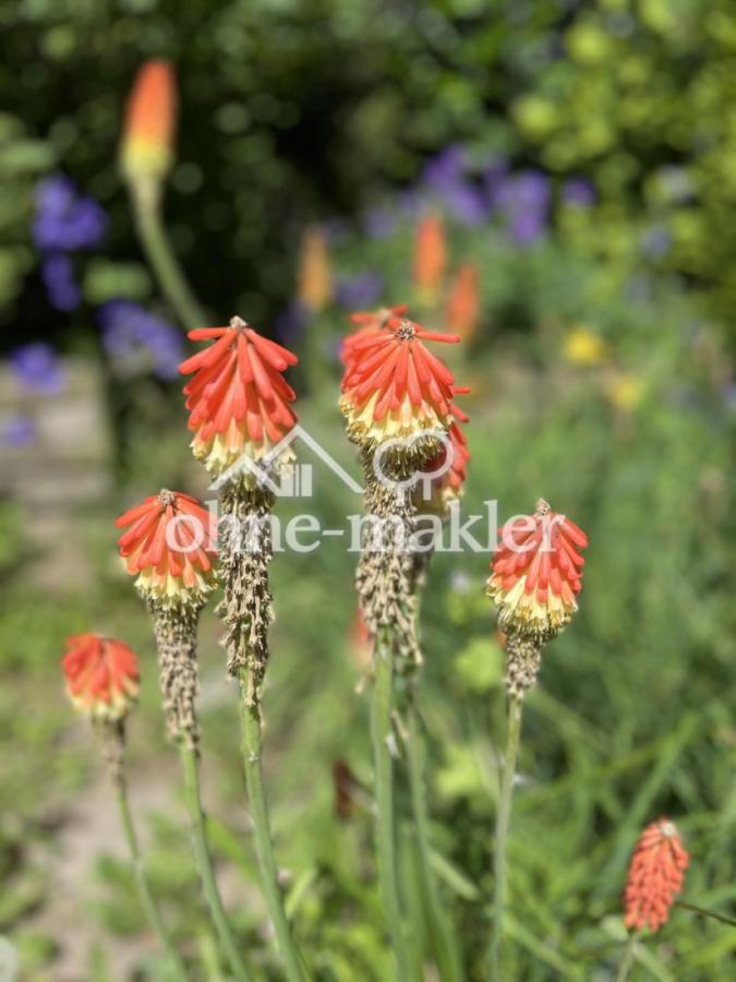 Juni im Garten
