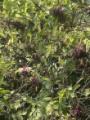Holunder im Garten