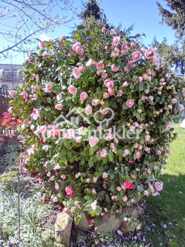 Frühlingserwachen im Garten