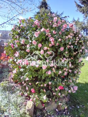 Frühlingserwachen im Garten