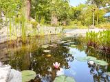 Gartenteich