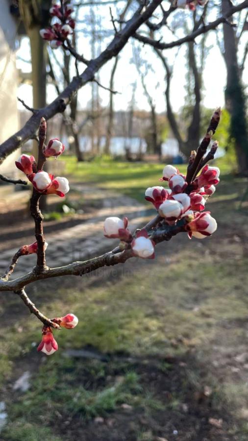 Obstbaumblüte März (rechts am Haus)