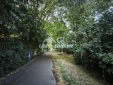 Lindenallee - Radweg - Natur 