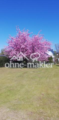 In voller Blüte
