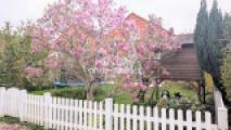 Garten vom Weg aus