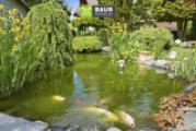 Teich
