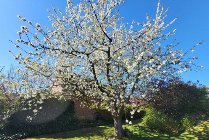 Frühlingsimpressionen