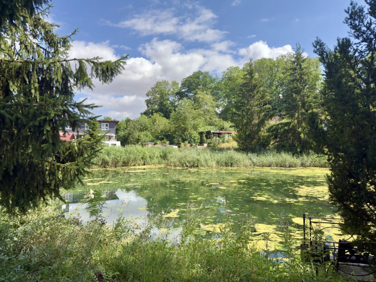 Naturnahe Seeufer mit altem Baumbestand KI generiert