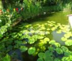 Teich mit Seerosen