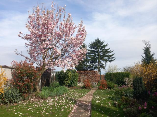Garten im Sommer