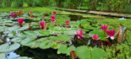 Gartenteich