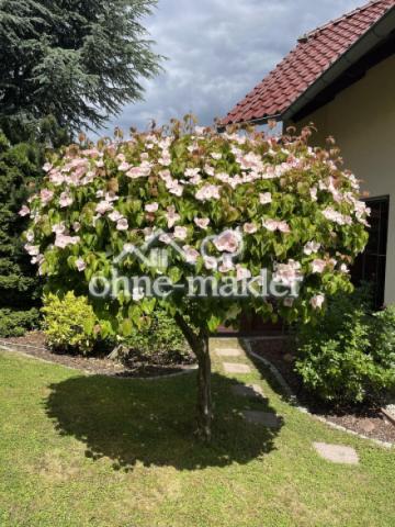 Blühende Gewächse im Garten
