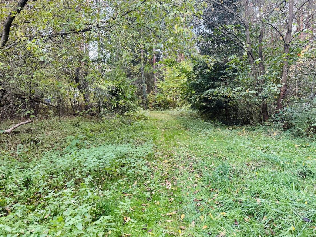 Weg zum See