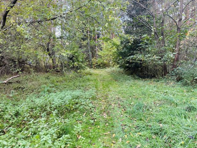 Weg zum See