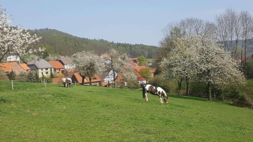 Pferdeweide mit Kirschbäumen