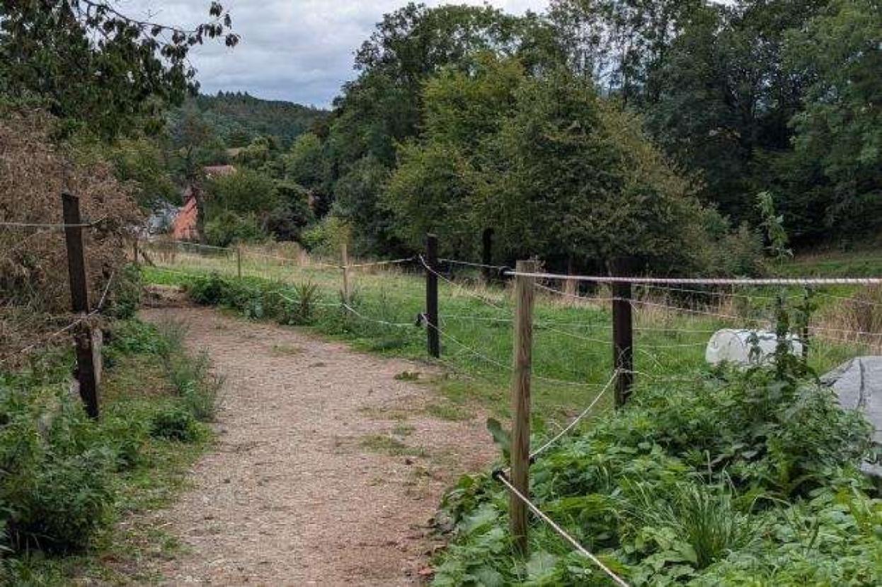 Weide_und_Trail
