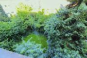 Gartenbereich