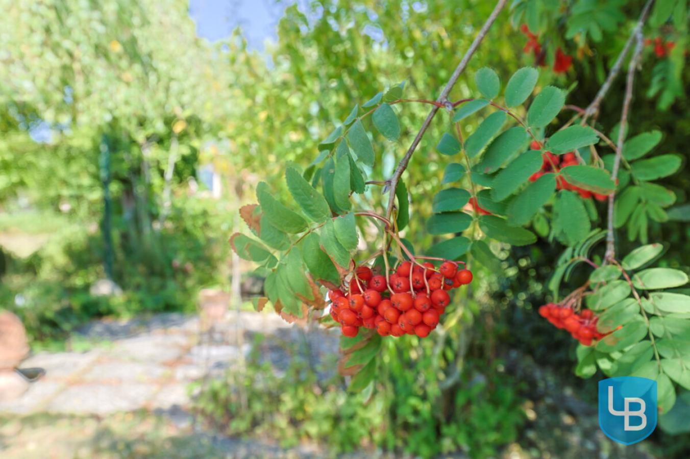 Natur pur