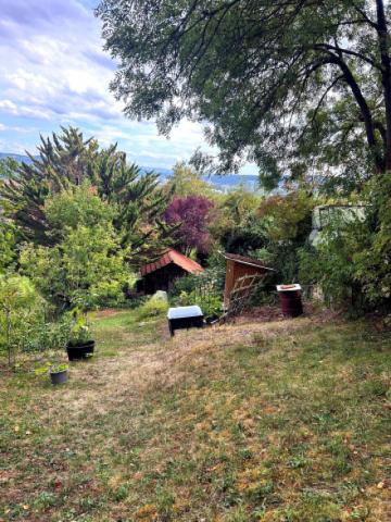 Apfelbaum und Gartenhaus 2