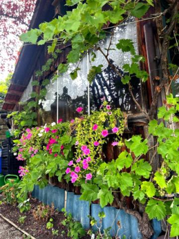 Gartenhaus 2 Weinlaub