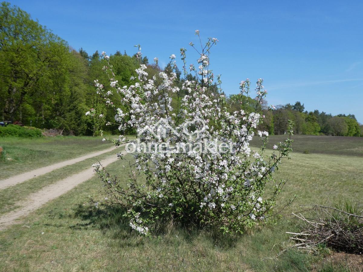 Sommerapfelbaum