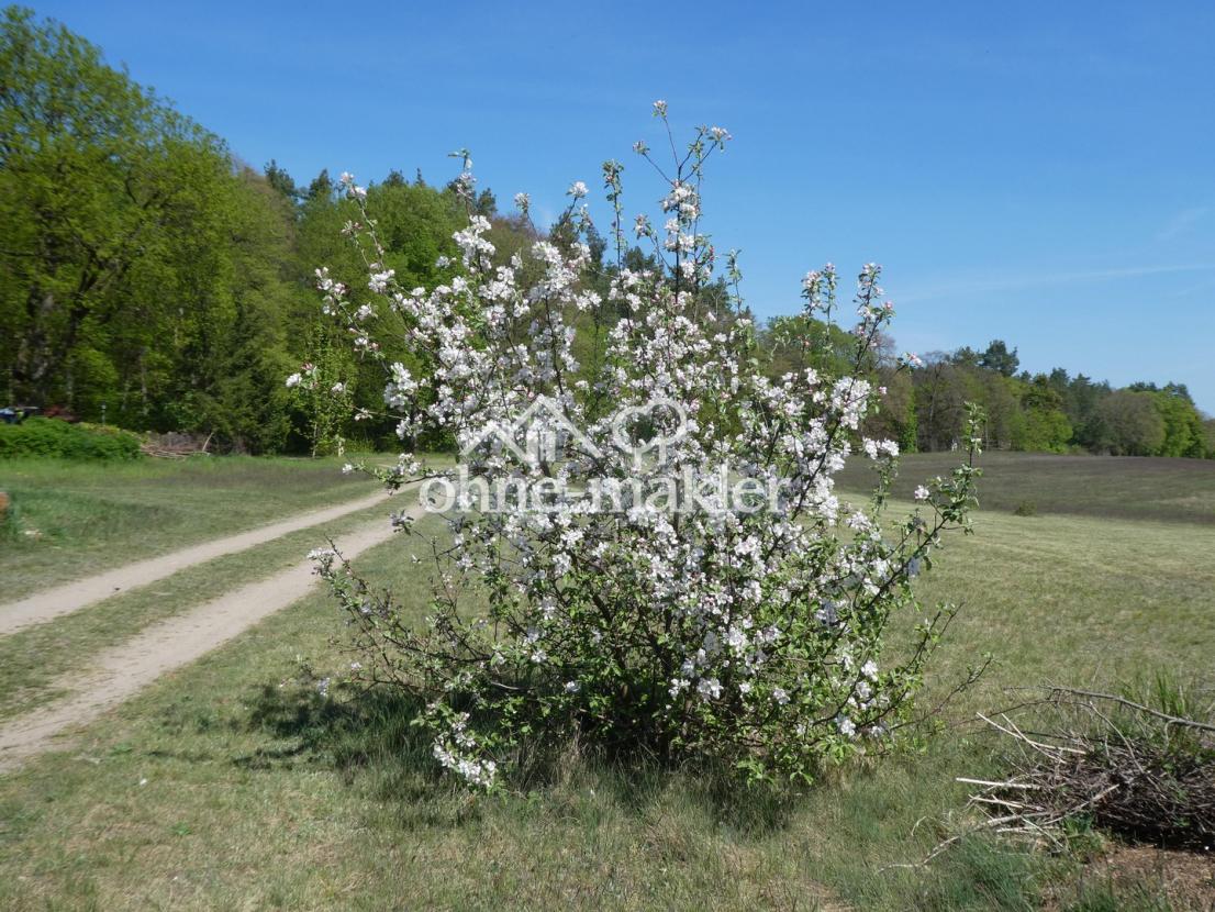 Sommerapfelbaum