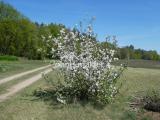 Sommerapfelbaum