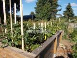 Gemüsegarten