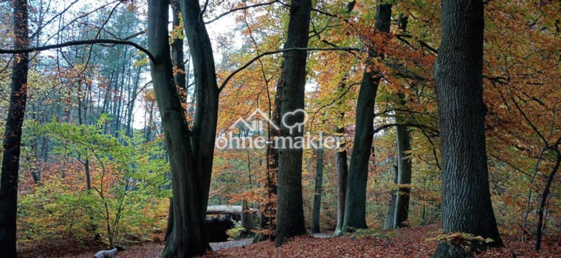 hinterm Haus