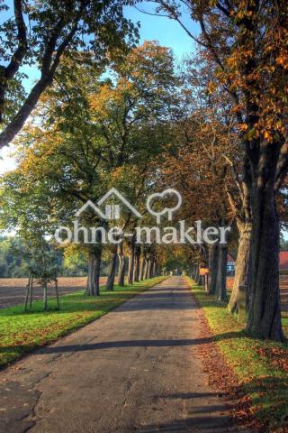 Allee
