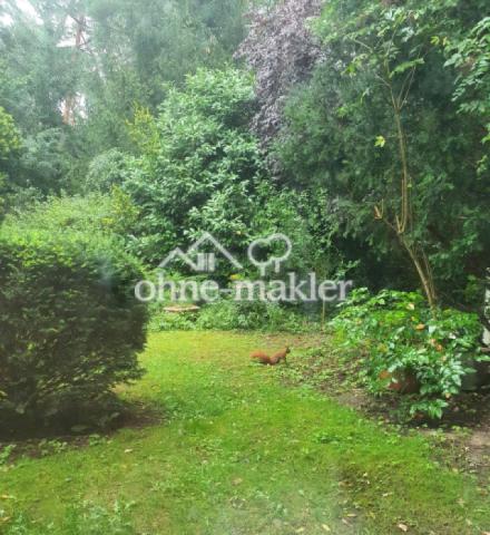 Eichhörnchen auf dem Grundstüc