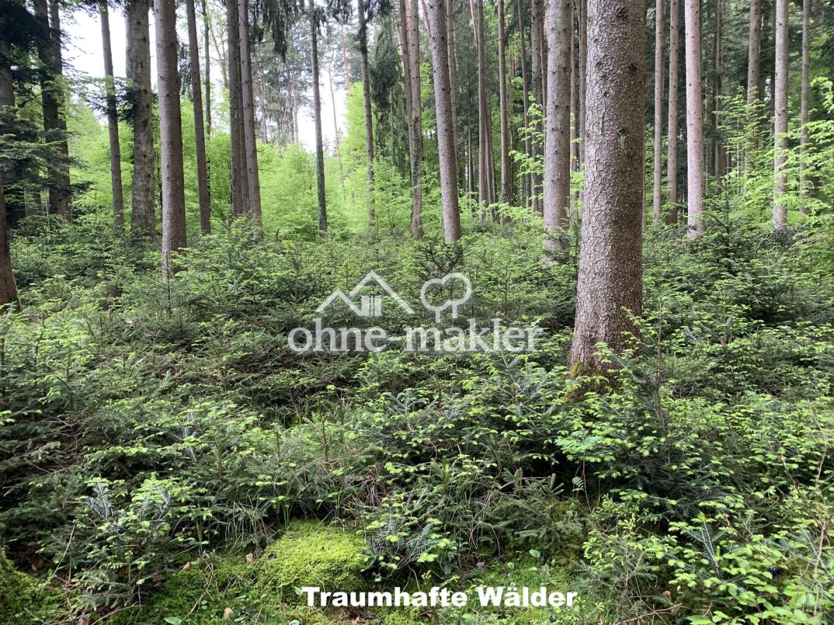 Traumhafte Wälder
