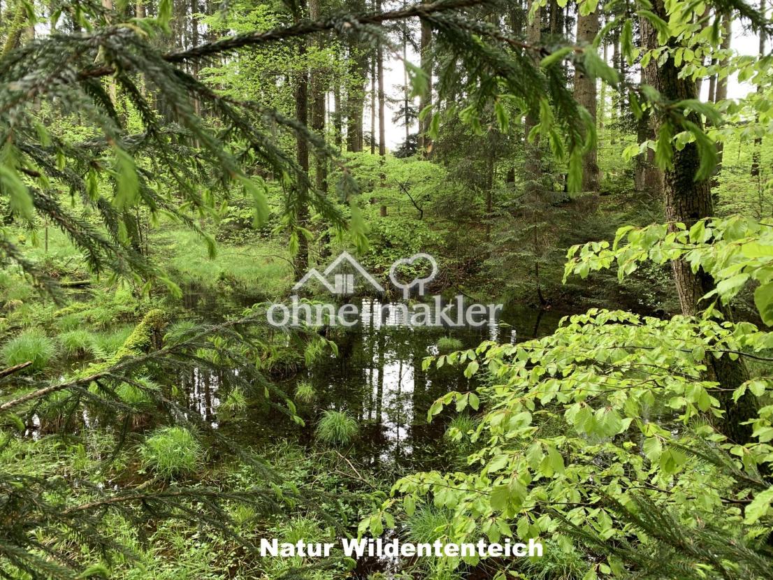 Natur Wildententeich