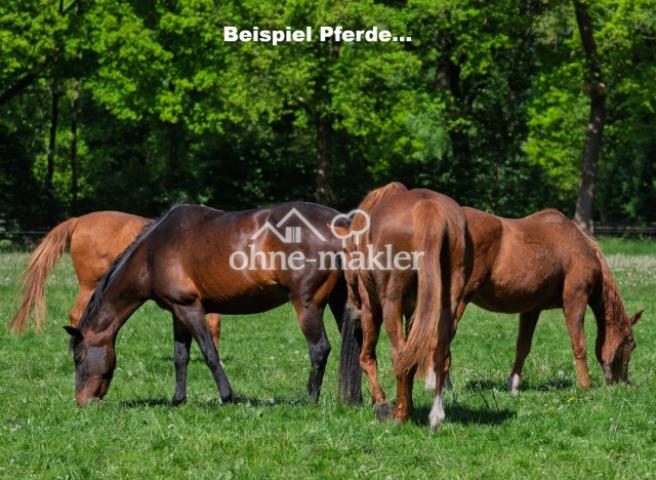 Beispiel Pferde...