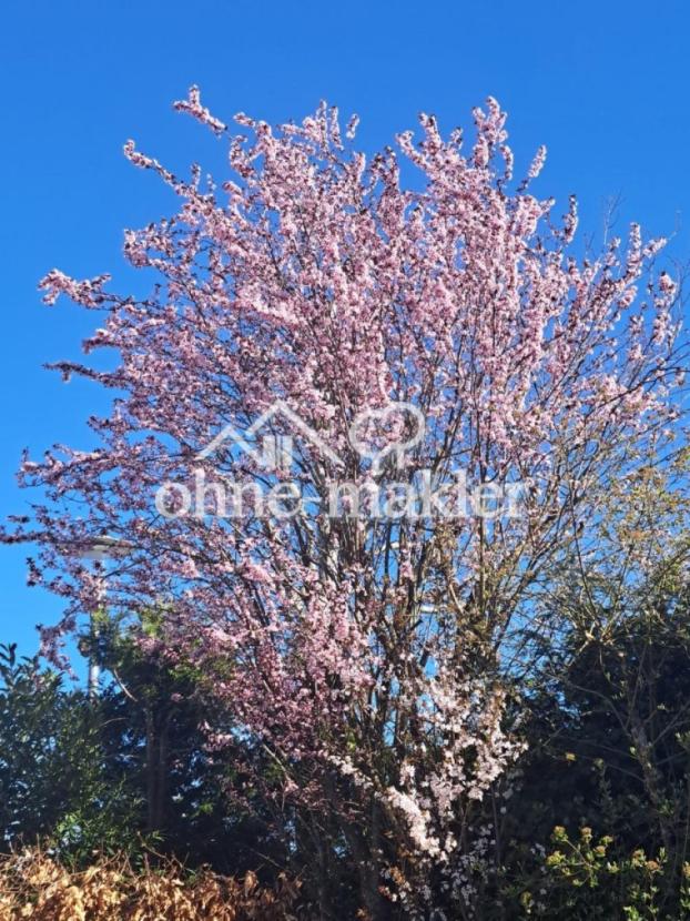 Frühling