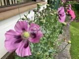 Gartenimpression