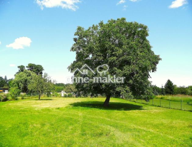 Wiese mit Nussbaum