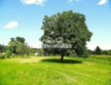 Wiese mit Nussbaum