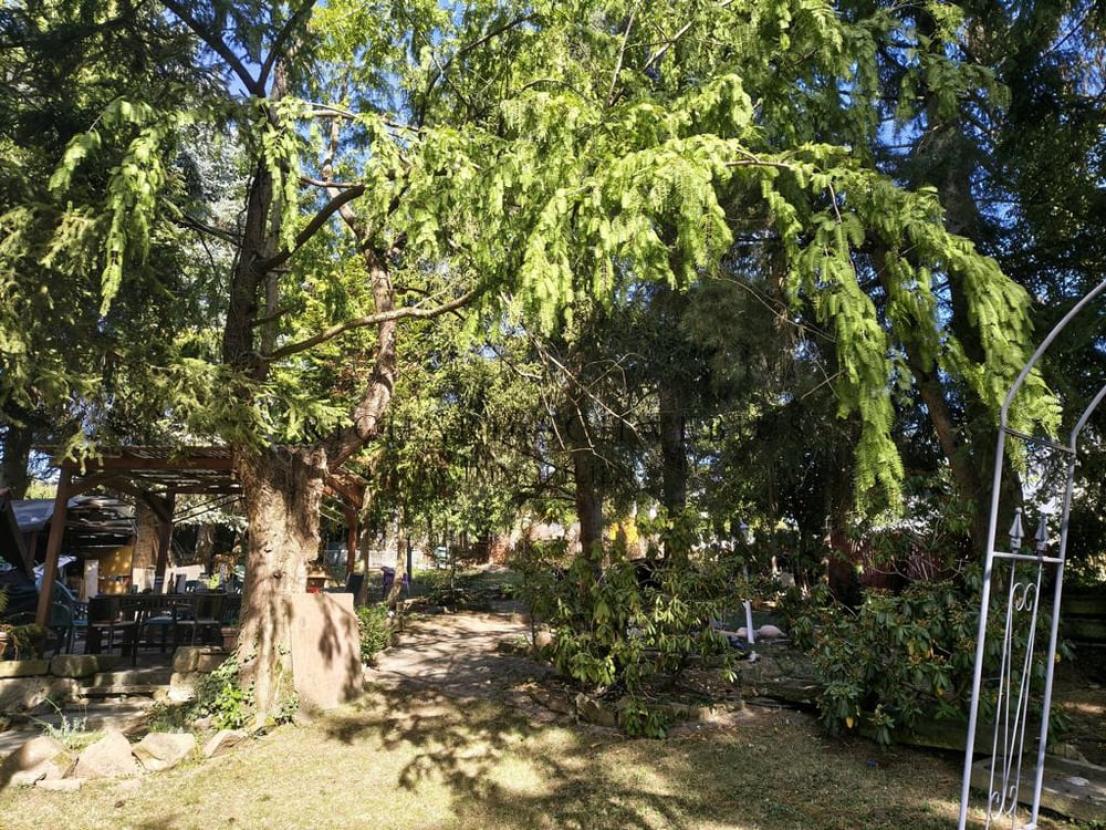 Park mit Baumbestand