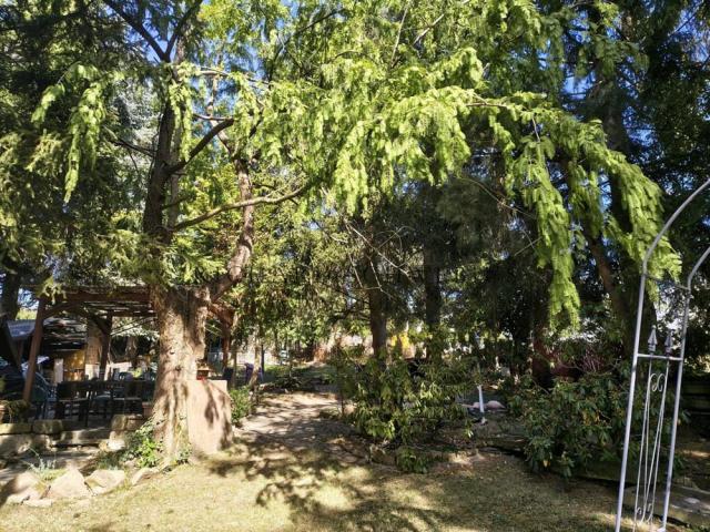 Park mit Baumbestand