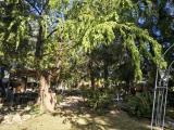 Park mit Baumbestand