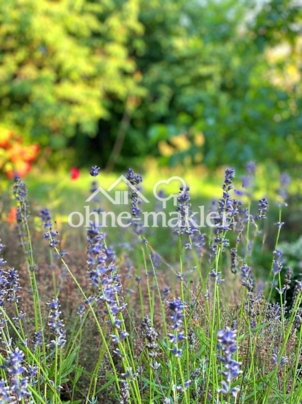 Lavendel im Garten