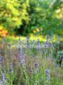 Lavendel im Garten